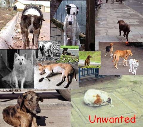 picture of stray dogs